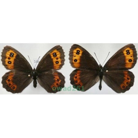 Erebia ligea (Linnaeus, 1758) pair Czech16b